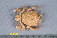 藏品(蛙形蟹)的圖片